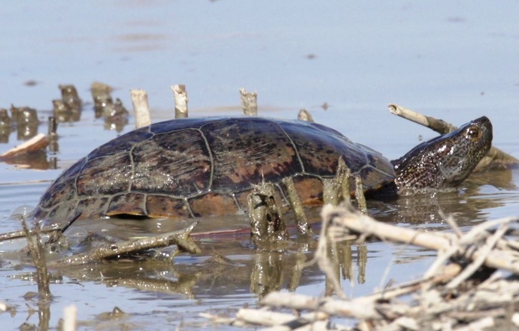 testuggine palustre dubbia:  Trachemys scripta